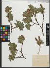 Foto von Salix myrsinites L.